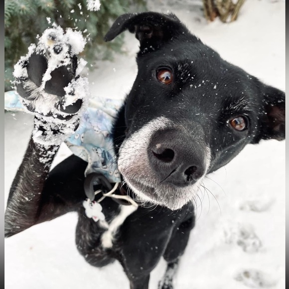 Meet your Posher, Hailey - Picture 14 of 16